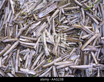 Svuotare razer clam shell lavato fino in spiaggia Foto Stock