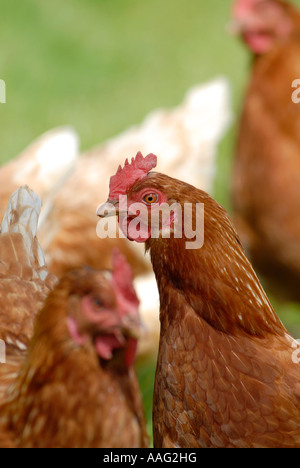 Free range galline in un campo. Foto Stock