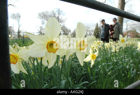 Giovane camminare a fianco di narcisi a Hoveton Hall Gardens NORFOLK REGNO UNITO Foto Stock