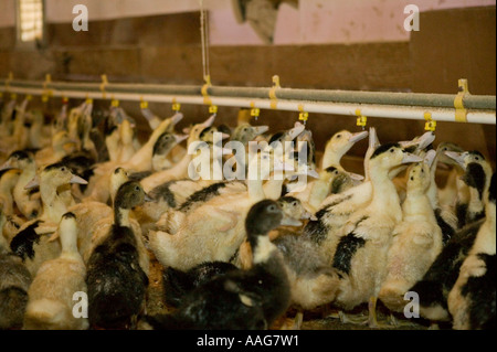 Anatre allevate per la produzione di fegato grasso o foie gras in Upstate New York STATI UNITI D'AMERICA MARZO 2006 solo uso editoriale Foto Stock