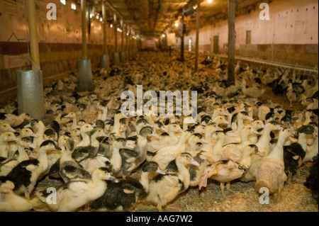 Anatre allevate per la produzione di fegato grasso o foie gras in Upstate New York STATI UNITI D'AMERICA MARZO 2006 solo uso editoriale Foto Stock