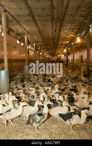 Anatre allevate per la produzione di fegato grasso o foie gras in Upstate New York STATI UNITI D'AMERICA MARZO 2006 solo uso editoriale Foto Stock