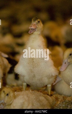 Anatre allevate per la produzione di fegato grasso o foie gras in Upstate New York STATI UNITI D'AMERICA MARZO 2006 solo uso editoriale Foto Stock