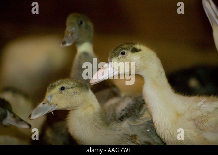 Anatre allevate per la produzione di fegato grasso o foie gras in Upstate New York STATI UNITI D'AMERICA MARZO 2006 solo uso editoriale Foto Stock