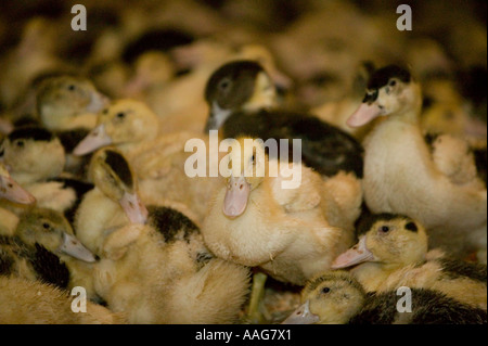 Anatre allevate per la produzione di fegato grasso o foie gras in Upstate New York STATI UNITI D'AMERICA MARZO 2006 solo uso editoriale Foto Stock