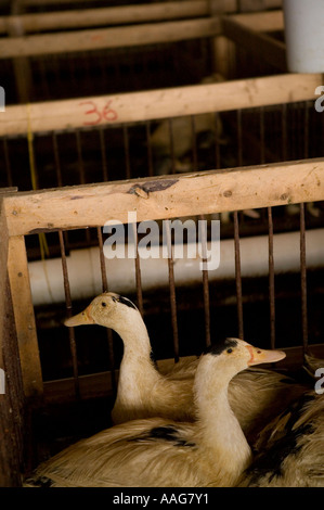 Le anatre sono allevati per la produzione di fegato grasso o foie gras nello Stato di New York STATI UNITI D'AMERICA MARZO 2006 Foto Stock