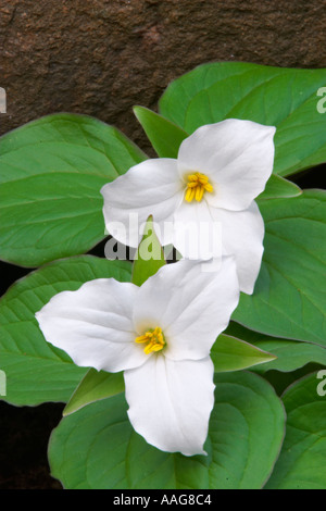 Due grandi Trilliums fioritura nel Parco Nazionale di Great Smoky Mountains crescente alla base di una roccia Foto Stock