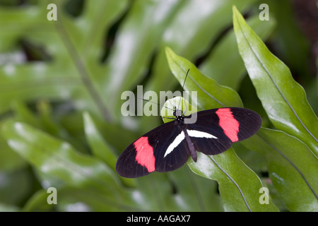 Portalettere farfalla sulla verruca fern Foto Stock