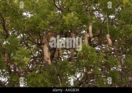 Salsiccia alberi da frutto in Kenya Foto Stock