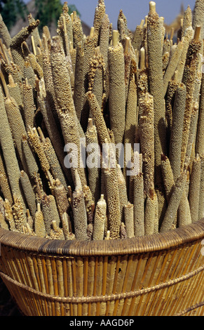 Dogon agricoltura - Endé, Pays Dogon del Mali Foto Stock