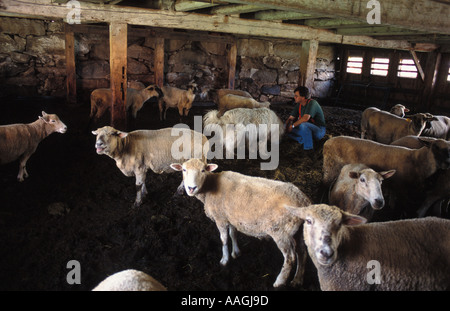 Gloucester ME Shaker fratello Wayne con le sue pecore nel fienile a Sabbathday Lake Shaker Village Foto Stock