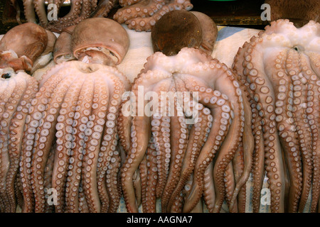 Polipi freschi per la vendita a Jagalshi mercato del pesce Busan Corea del Sud Foto Stock