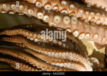 Tentacoli di polpo Jagalshi mercato del pesce Busan Corea del Sud Foto Stock