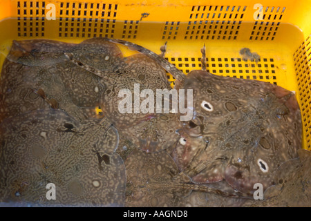Live spot Ocellate pattini Okamejei kenojei in vendita presso Jagalshi mercato pesce Busan Corea del Sud Foto Stock