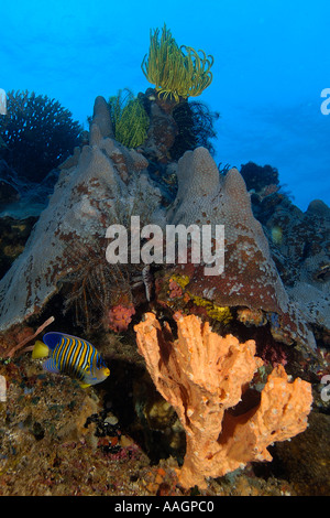 Regal Angelfish Pygoplites diacanthus nuota tra spugne stelle piuma e coral Apo Riserva Marina Isola Filippine Foto Stock