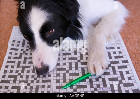 Border Collie facendo il cruciverba, con le parole di aiuto e bloccato scritto su di esso Foto Stock