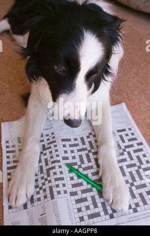 Border Collie facendo il cruciverba Foto Stock