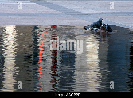 Piccioni in fontana Annecy Haute Savoie Rhône Alpes Francia Foto Stock