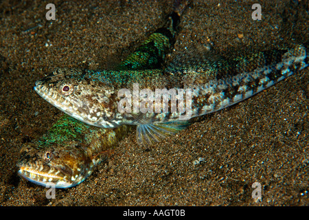 Clearfin lizardfish Synodus dermatogenys Dumaguete isola Negros Filippine Foto Stock