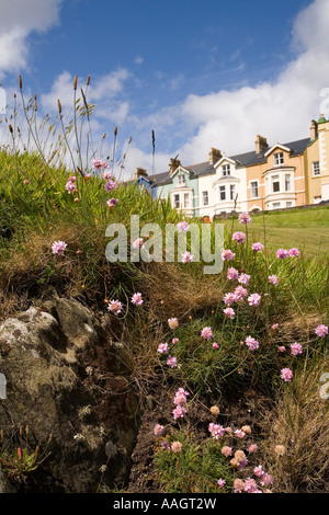 L'Irlanda County Donegal Penisola di Inishowen Moville parsimonia crescente sul promontorio roccioso dalla terrazza di Montgomery Foto Stock