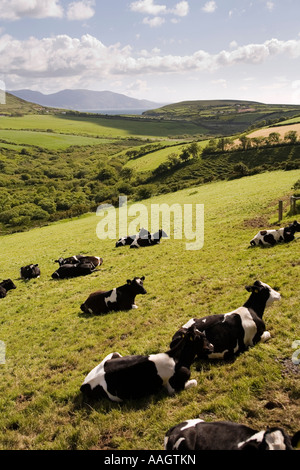 L'Irlanda Contea di Kerry Dingle Anascaul fresian vacche nel campo a Ballynasare Foto Stock