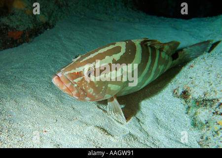 Nassau cernia Epinephelus striatus recante nella parte inferiore sabbiosa Eden Rock Grand Cayman Caraibi Foto Stock