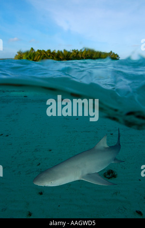 Immagine sdoppiata del sicklefin Lo squalo limone Negaprion acutidens sul fondo sabbioso accanto a isola tropicale Foto Stock
