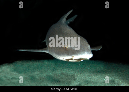 Bruno squalo nutrice Nebrius ferrugineus Indo pacifico che vanno dall'Africa orientale di Polinesia Francese e il Giappone in Australia Foto Stock