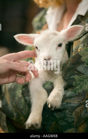 Una moglie contadino con un agnello orfani Foto Stock