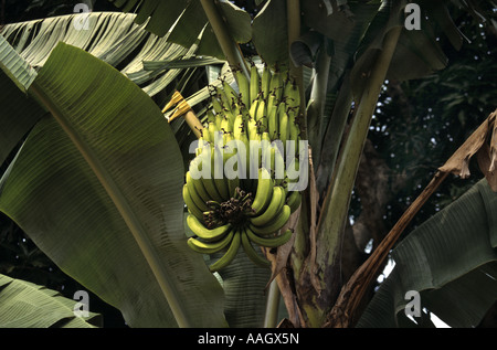 Albero di banana Foto Stock