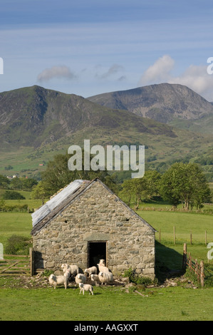Pecore e la vecchia fattoria in pietra edificio sulle pendici di Cadair Idris mountain Gwynedd Snowdonia National Park north Wales UK, molla Foto Stock