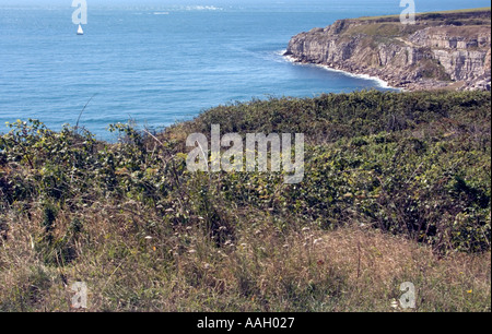 Barca a vela off Cheyne Weare, Portland, Dorset, England, Regno Unito Foto Stock