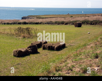 Le balle di paglia su terreni agricoli a Portland Bill, Dorset, England, Regno Unito Foto Stock