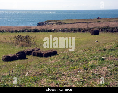 Le balle di paglia su terreni agricoli a Portland Bill, Dorset, England, Regno Unito Foto Stock