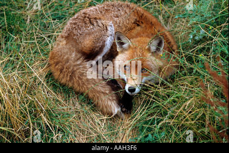 Volpe Vulpes vulpes caccia in macchia terra Norfolk Foto Stock