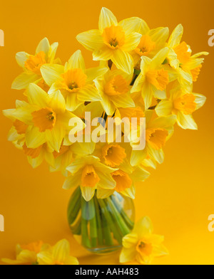 Daffodil Still Life Spring Foto Stock