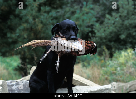 Black lab cane da caccia con anello di fagiano a collo alto nella sua bocca new brunswick canada Foto Stock