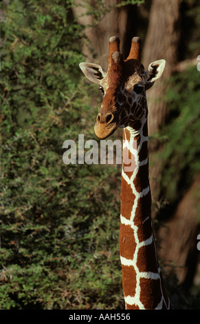 Giraffa reticolata Sambura Kenya Africa orientale Foto Stock