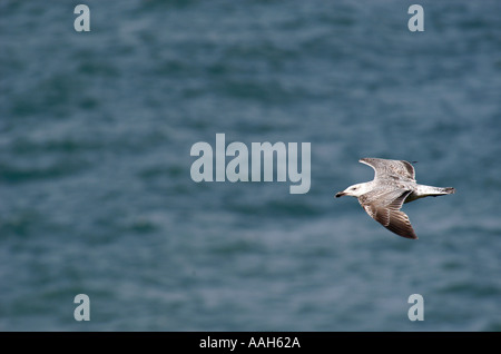 Maggiore Black Backed Gull Larus marinus in volo Foto Stock