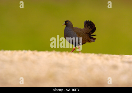 Nero nativo codato hen Gallinula ventralis Foto Stock