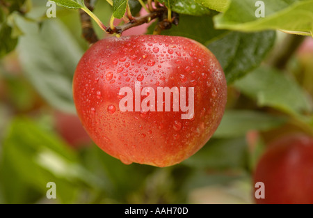 Red apple ' Falstaff ' dopo una doccia di pioggia Foto Stock