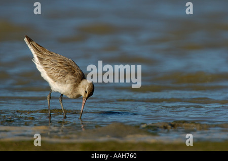 Bar tailed Godwit Limosa lapponica Foto Stock