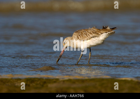 Bar tailed Godwit Limosa lapponica Foto Stock