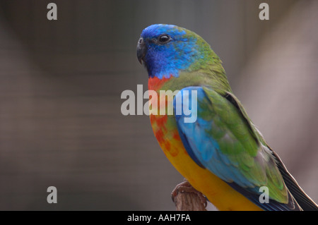 Scarlet chested parrot Neophema splendida Foto Stock