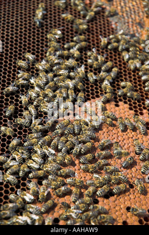 Lavoratore honeybees Apis mellifera su honeycomb close up Foto Stock