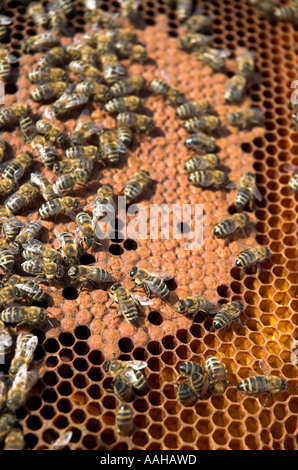 Lavoratore honeybees Apis mellifera su honeycomb close up Foto Stock