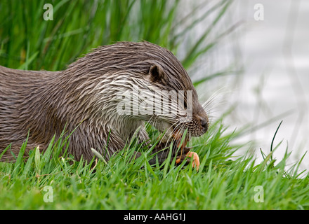 Lontra (Lutra lutra) alimentazione sulla riva del fiume Inghilterra Foto Stock