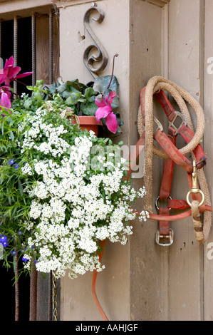 Cavallo in cuoio briglia e redini tack attrezzature e i fiori in un vaso appeso al di fuori su una tavola di legno porta del granaio Foto Stock