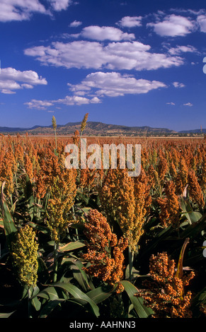 Campo di sorgo, Nuovo Galles del Sud, Australia Foto Stock