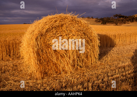 Balla di stoppie di frumento, la Barossa Valley, Sud Australia Foto Stock